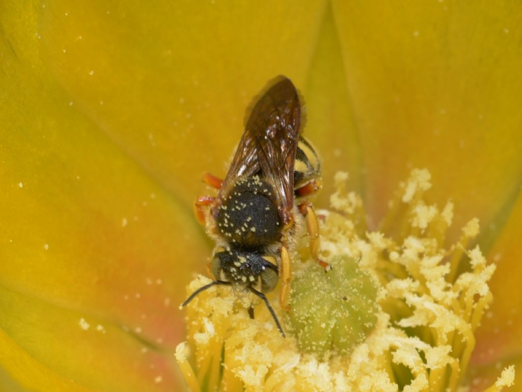 Anthidium manicatum ?